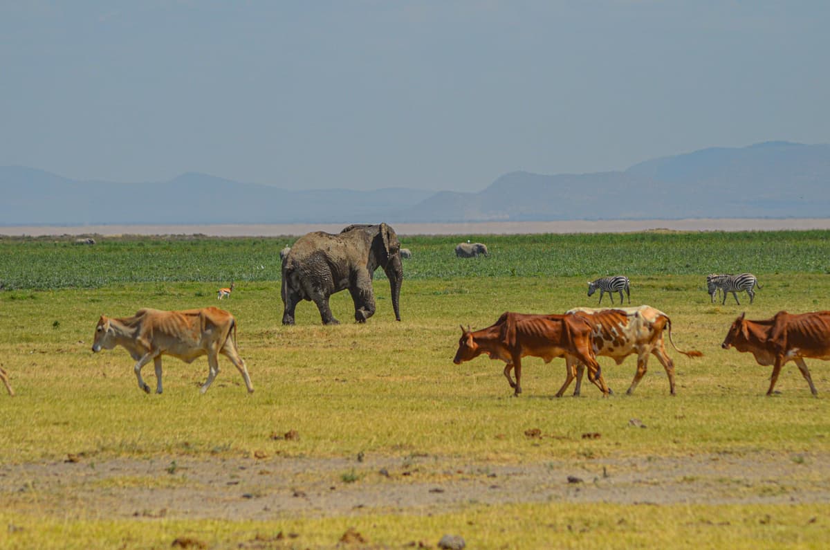 Wildlife at Amboseli