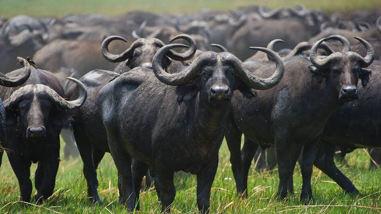 African Buffalo in the wild