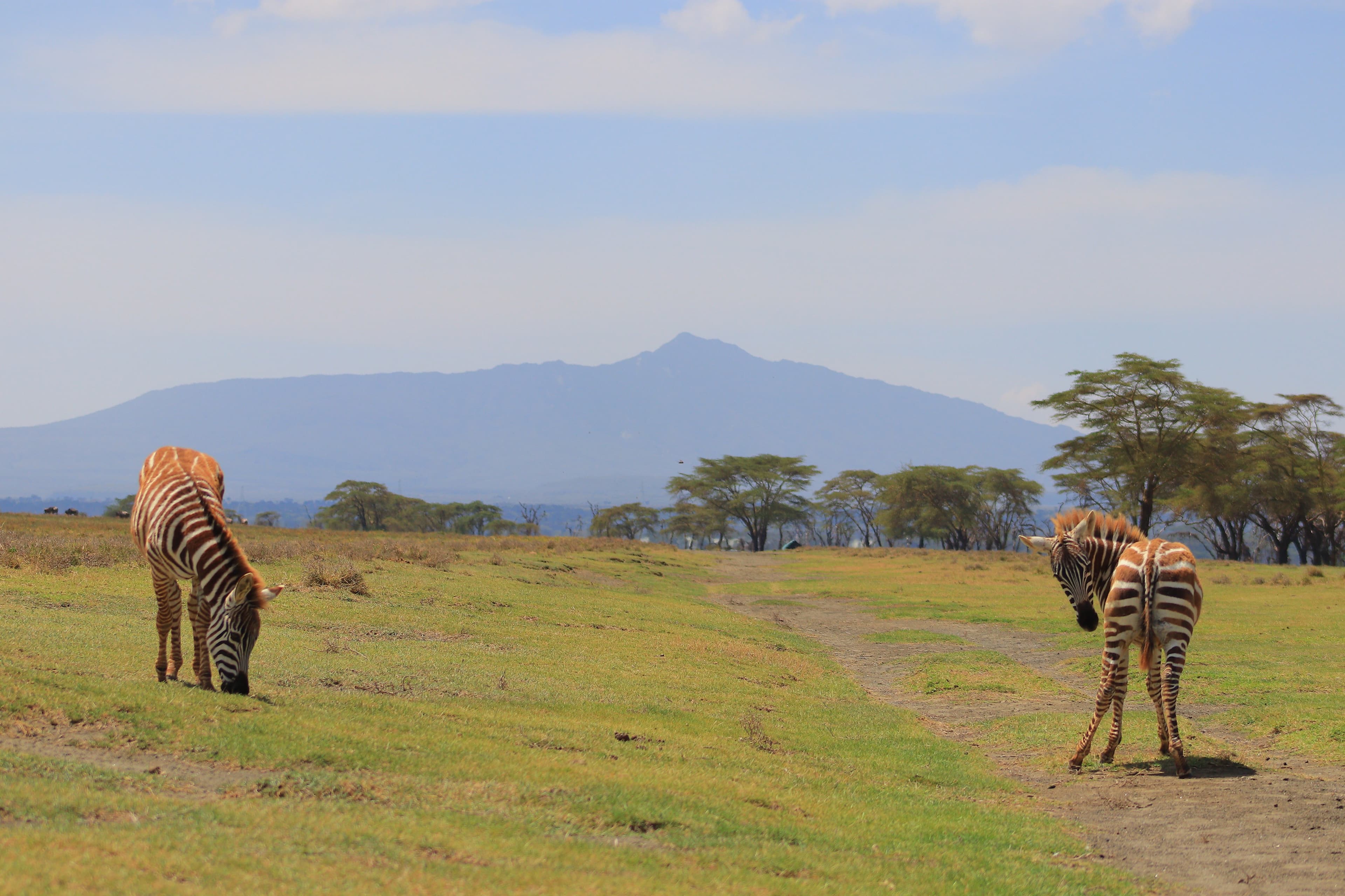 Naivasha Safari
