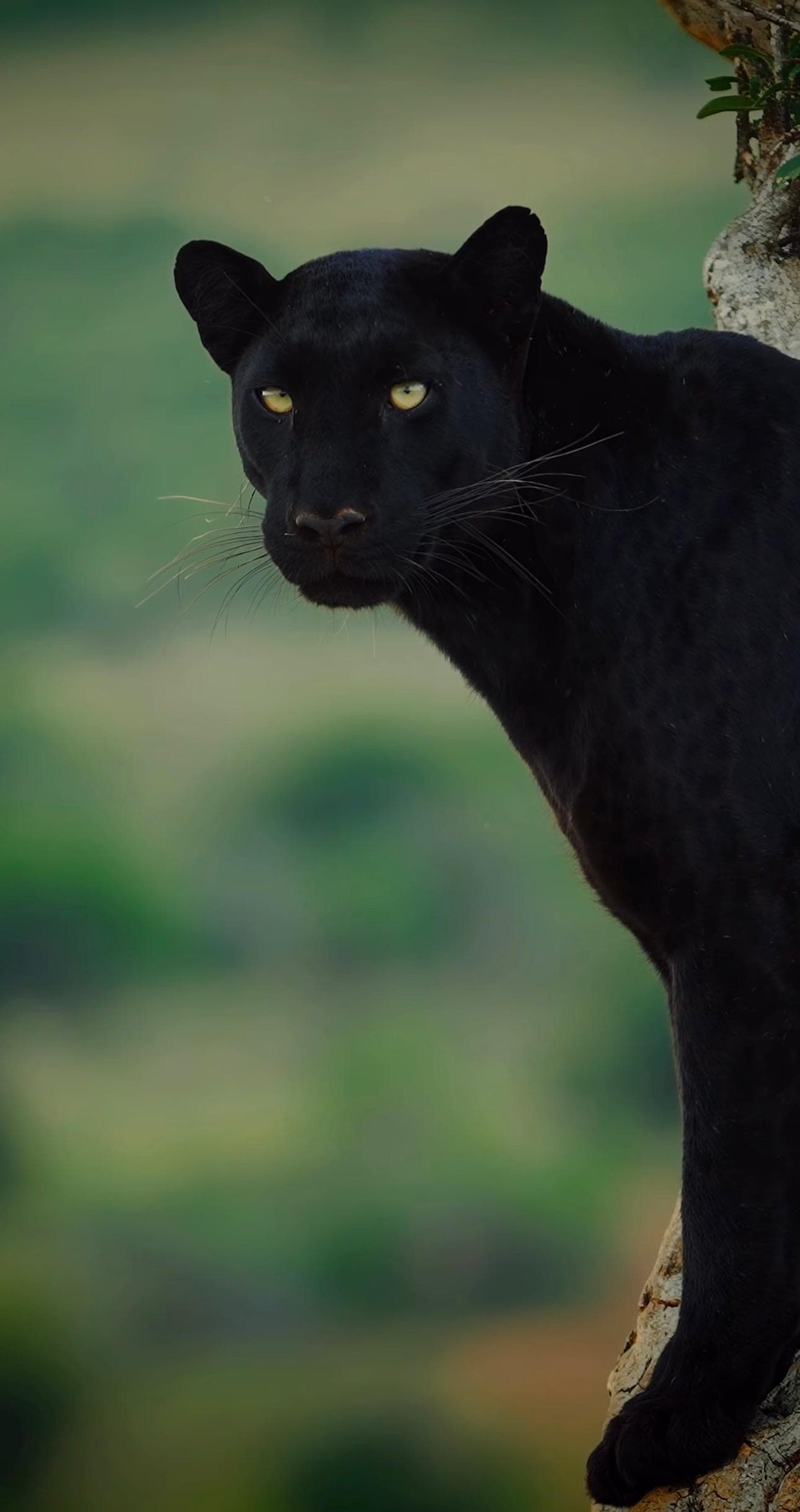 Northern Kenya Circuit