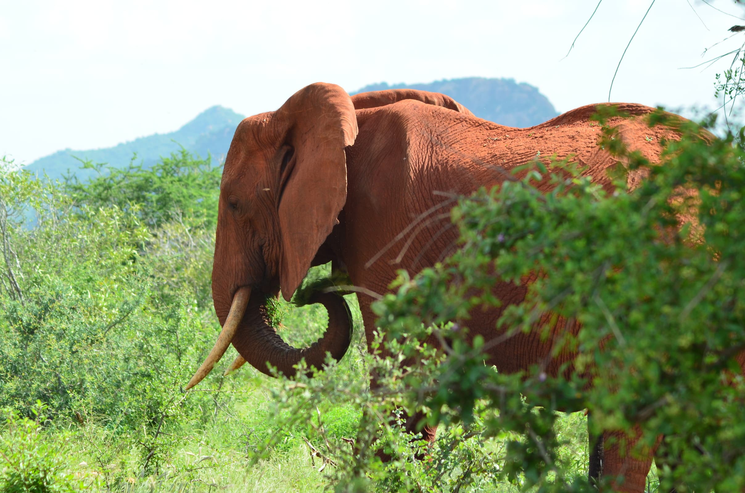 Tsavo National Park